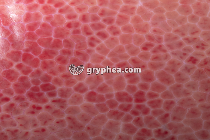 Foie (lobulation du foie de Porc) x2 - gryphea.org